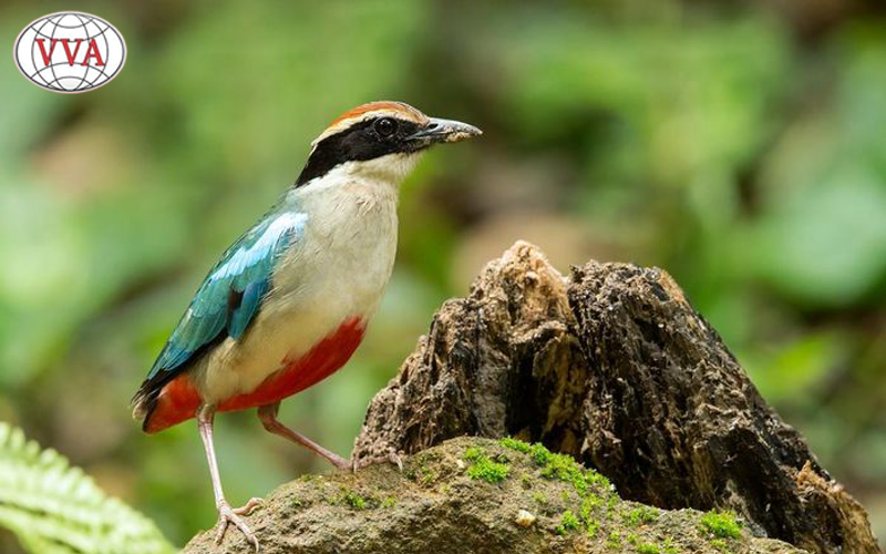Hình 10: Chim đuôi cụt bụng đỏ  